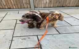 Cocker Spaniel dogs for sale: Kc show extensive health tests beautiful colours - Image 13