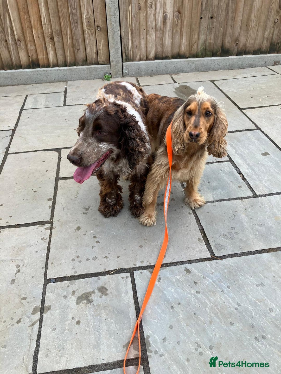 Cocker Spaniel dogs for sale: Kc show extensive health tests beautiful colours - Image 13