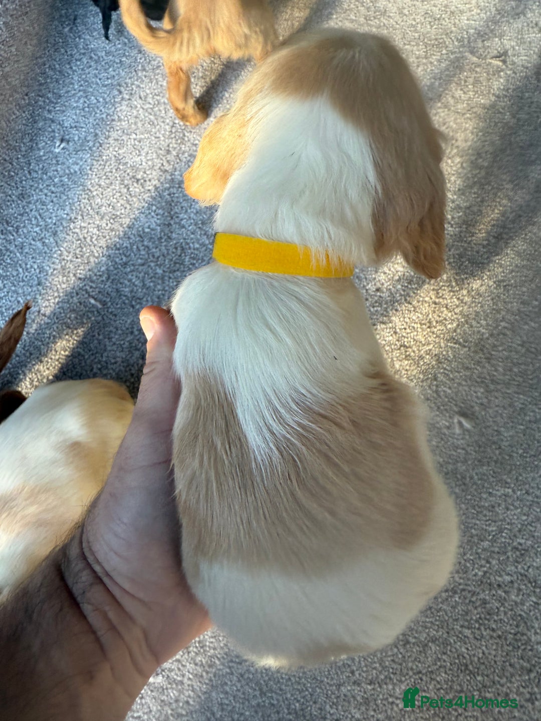 Cocker Spaniel dogs for sale: Cocker spaniel puppies  - Image 17