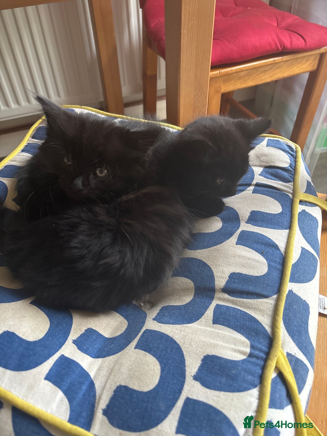 Mixed Breed cats for sale: Kittens for sale  - Image 4
