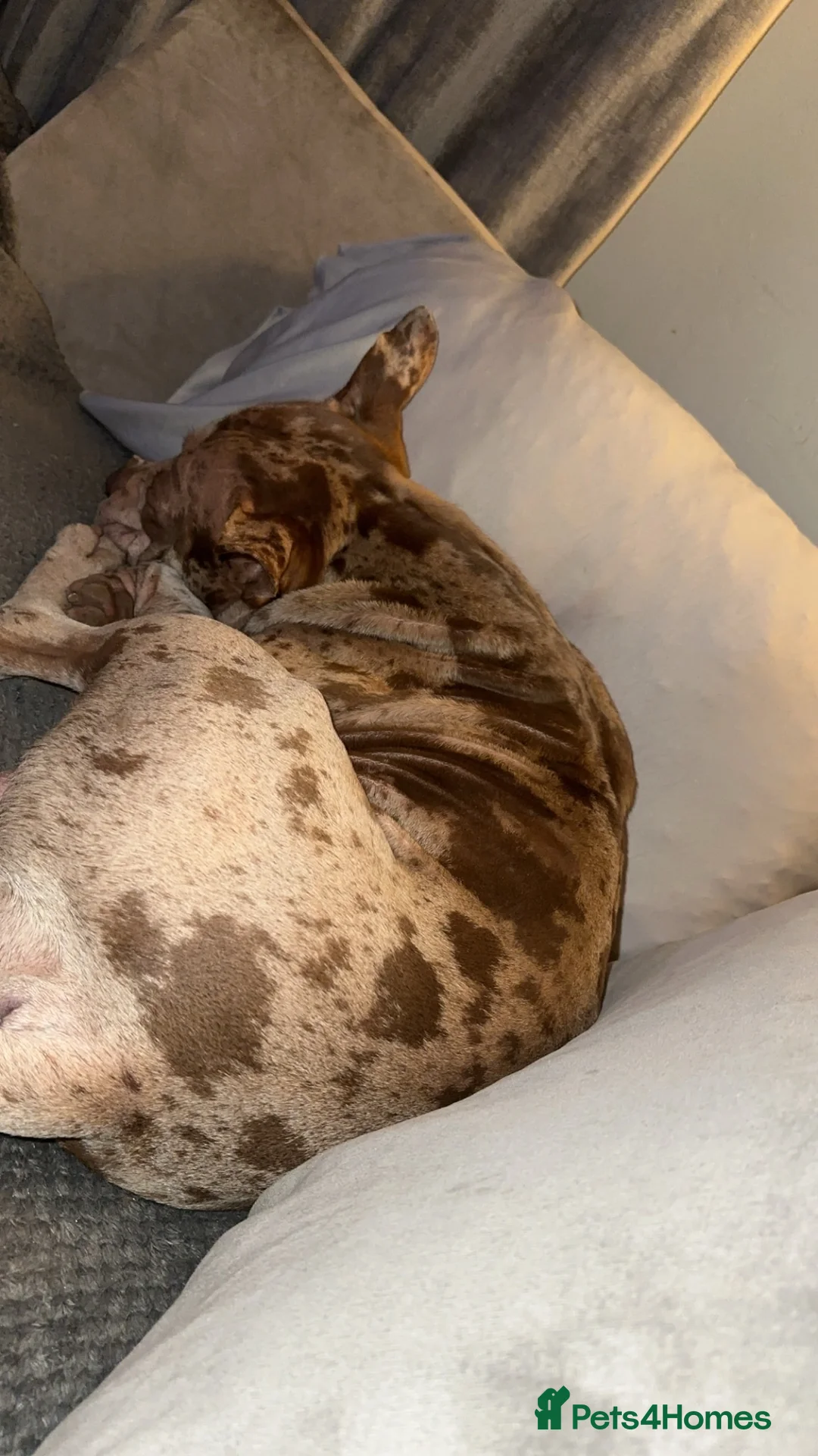 Mixed Breed dogs for stud: Stud Dog Marley  in Wisbech - Advert 4