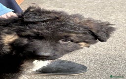 German Shepherd dogs for sale: Beautiful GSD puppies - Image 4