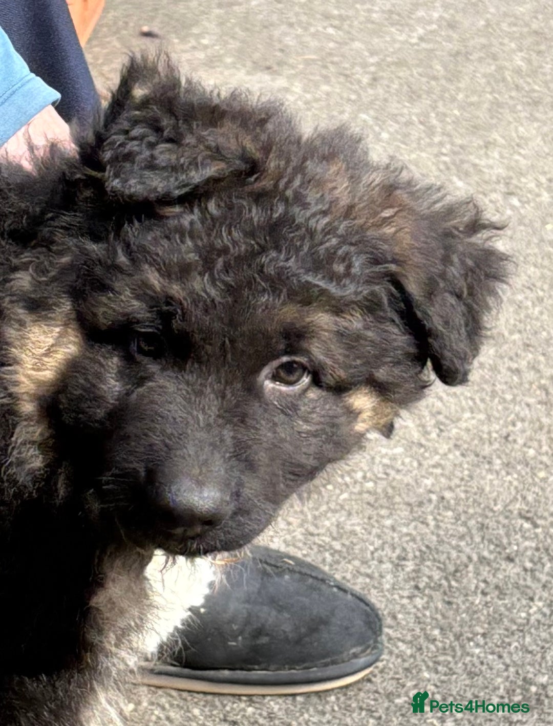 German Shepherd dogs for sale: Beautiful GSD puppies - Image 4