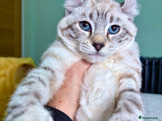 Savannah cats Breath taking wild looking girl - Advert 15