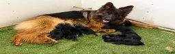 German Shepherd dogs for sale: Top Quality German shepherd Long Hair Puppies 🐾🥰 - Advert 6