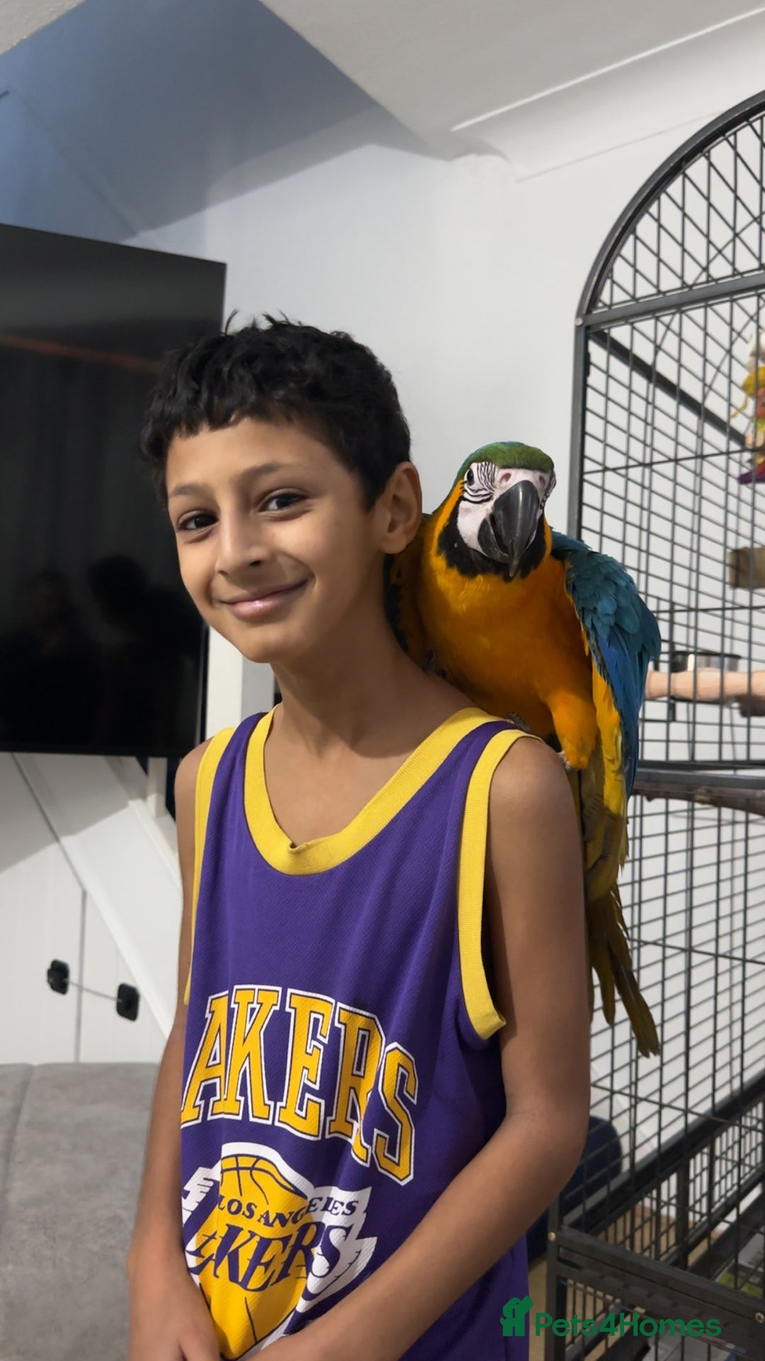 Macaws birds for sale: Hand reared tame Baby blue and gold macaw - Advert 4