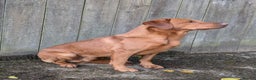 Labrador Retriever dogs for stud: Red ( Lord Ajax) Fox Red KC Labrador Stud Dog  in Watchet - Advert 4