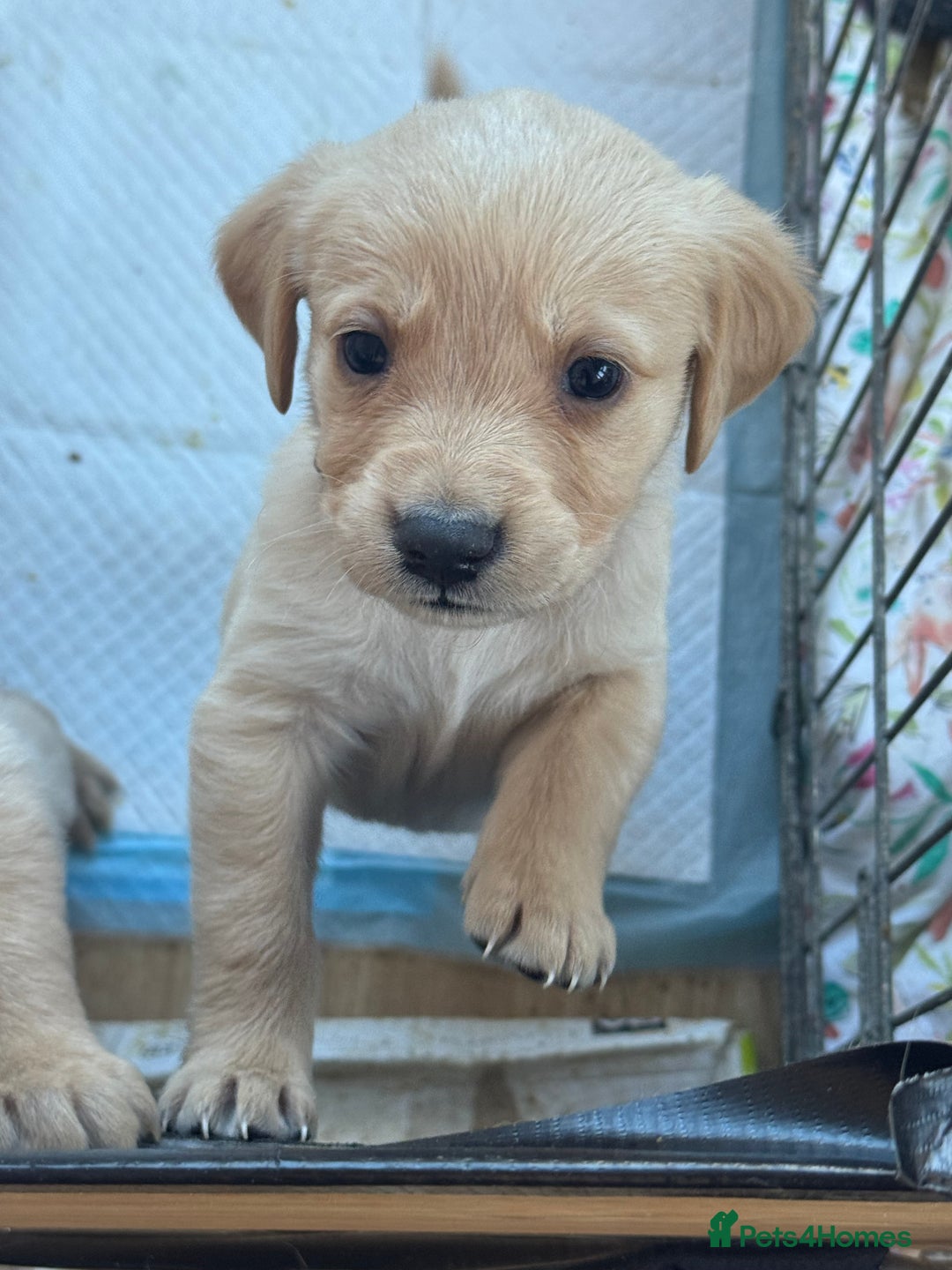 Goldador dogs for sale: Beautiful goldador puppies  - Image 25
