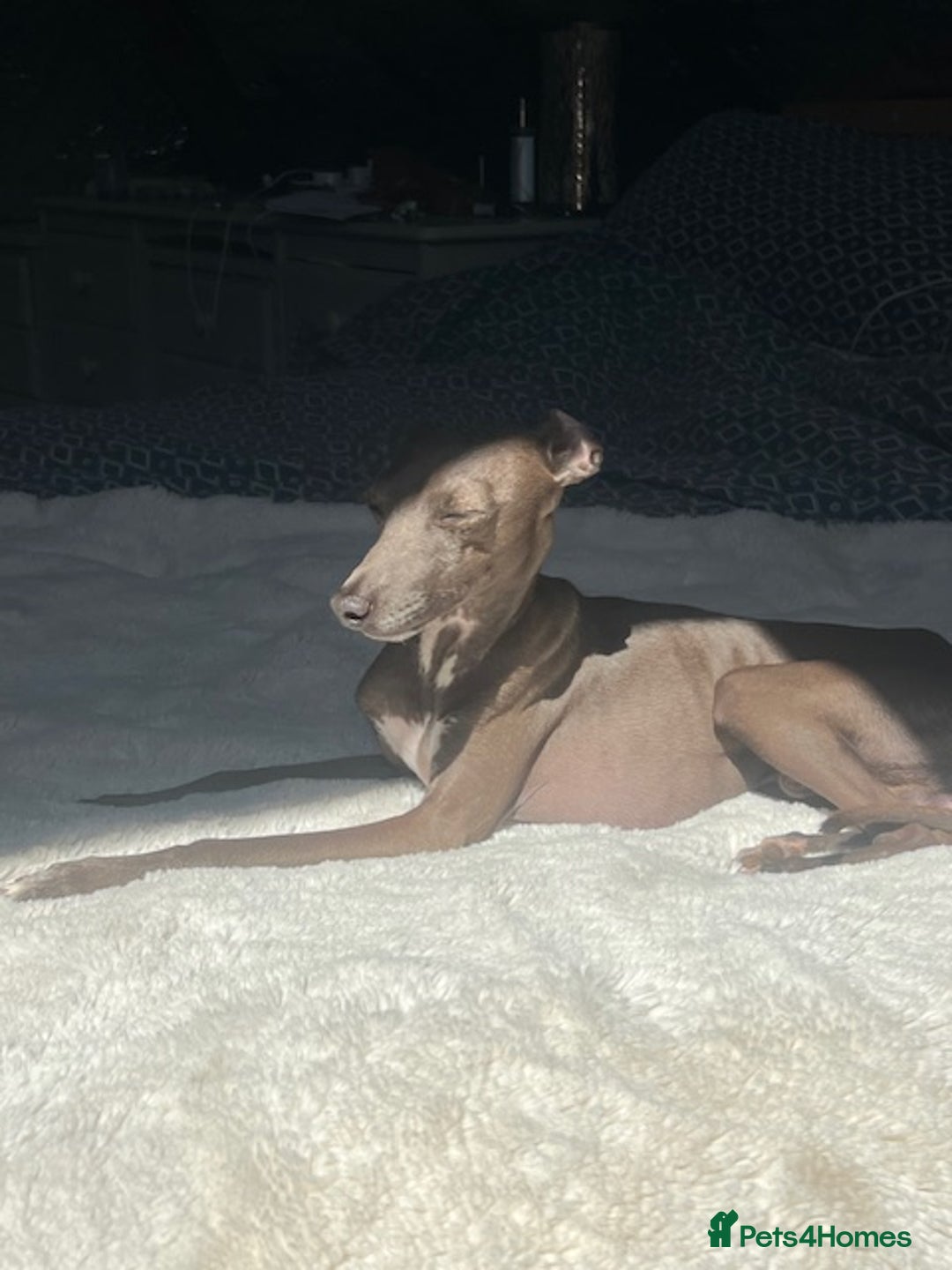 Italian Greyhound dogs for stud: Blue Italian Greyhound for STUD - Advert 2