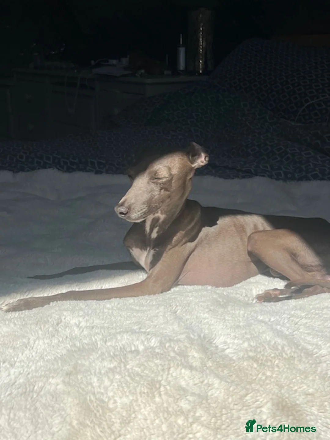 Italian Greyhound dogs for stud: Blue Italian Greyhound for STUD - Advert 2