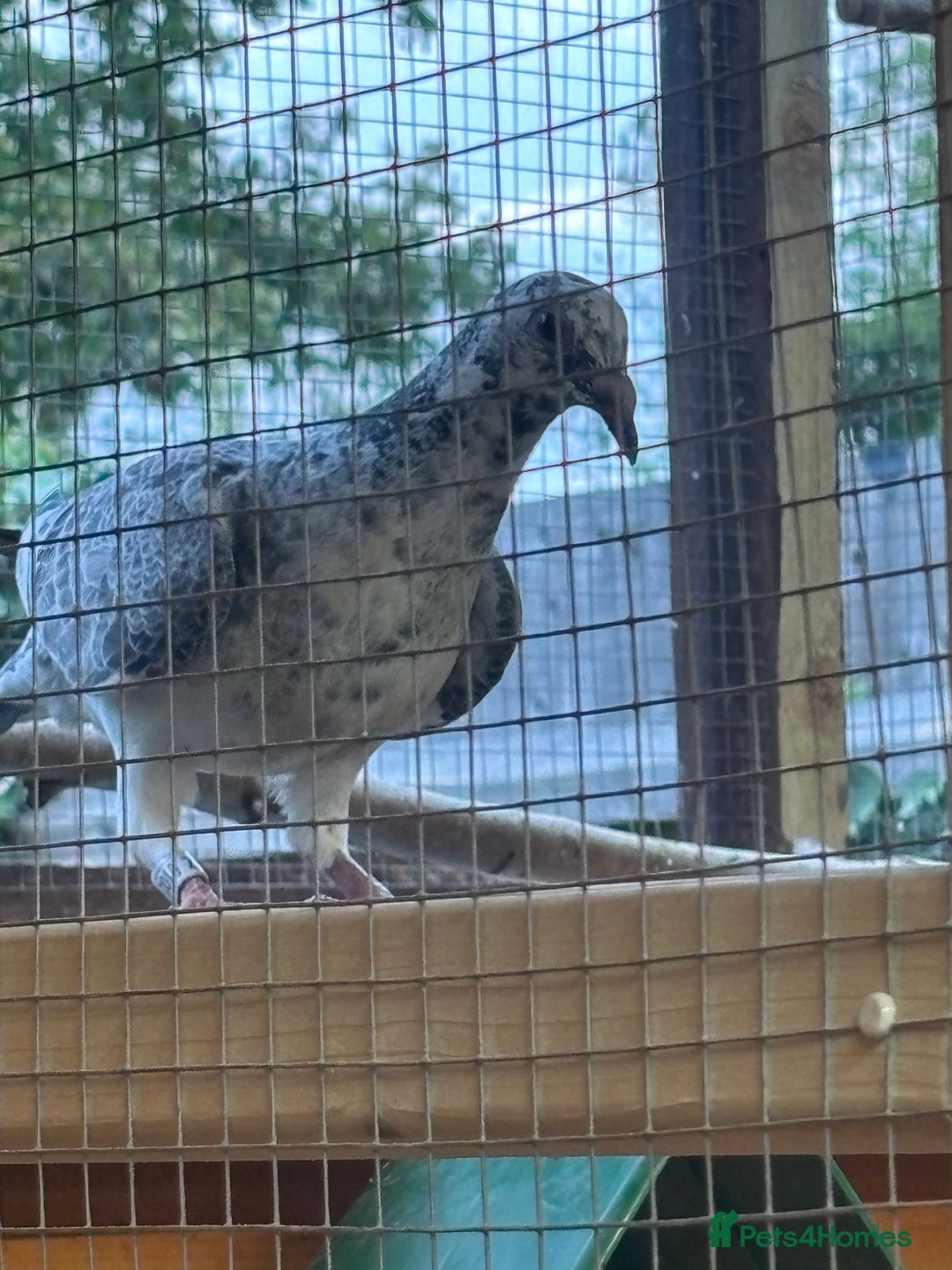 Pigeons birds for sale: Racing pigeons  - Image 1