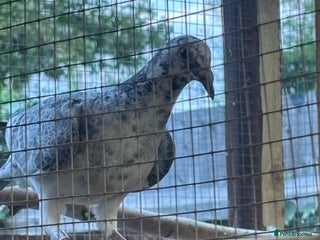 Pigeons birds - Advert 2