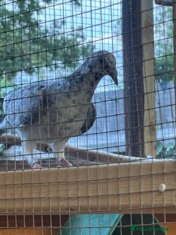 Pigeons birds - Advert 2