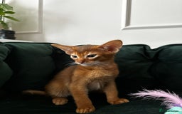 Abyssinian cats for sale: Last 3 kittens left ♥️💙 - Image 9