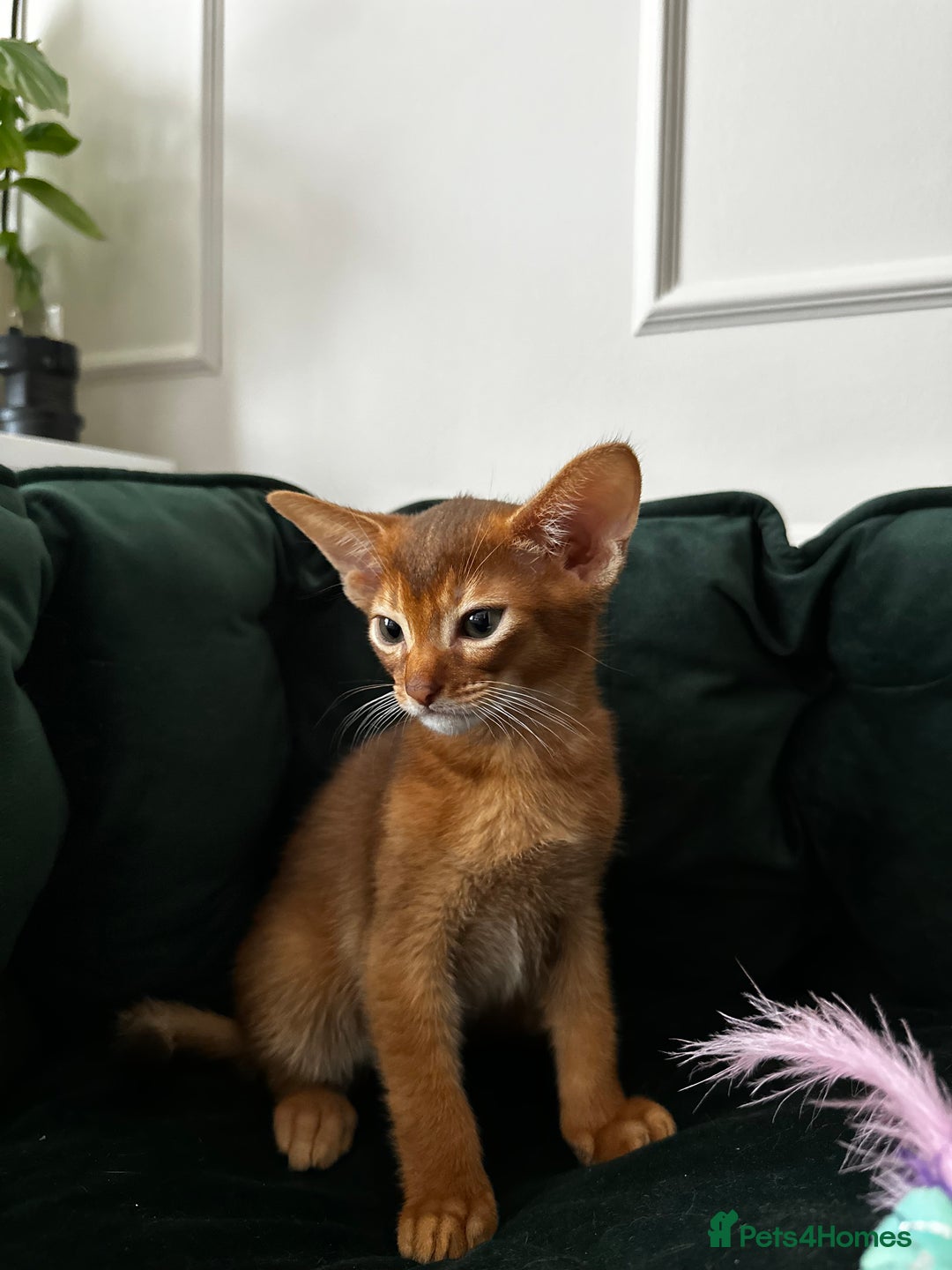Abyssinian cats for sale: Last 3 kittens left ♥️💙 - Image 9