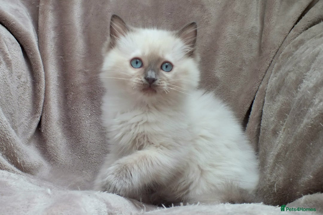 Ragdoll cats for sale: GCCF PET/ACTIVE KITTENS CHAMPION IMP BLOODLINES - Image 33