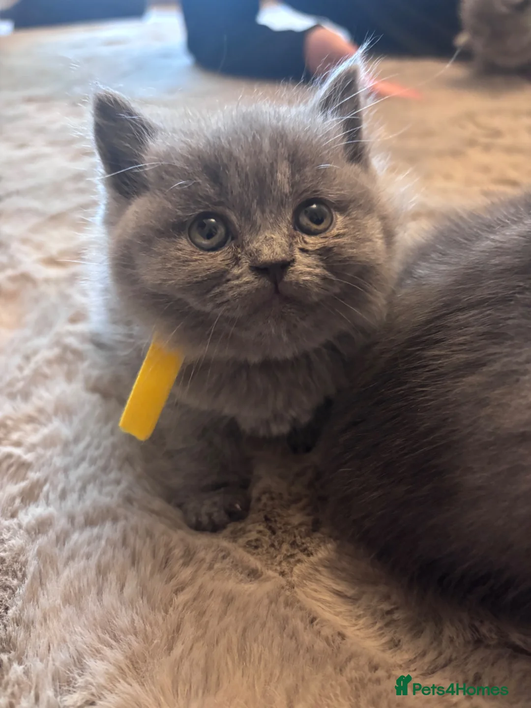 British Shorthair cats for sale: Beautiful chubby BSH - Advert 2