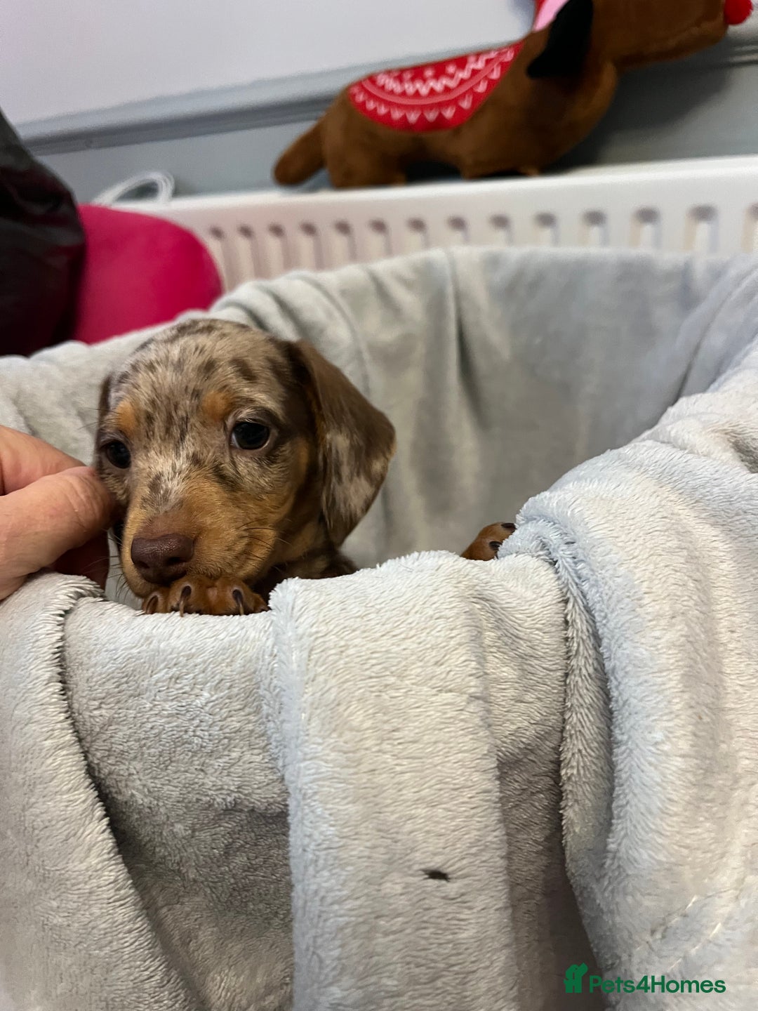 Miniature Dachshund dogs for sale: Stunning miniature dachshund puppies  - Image 10