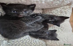 Bombay cats for sale: 3 beautiful kittens - Image 4