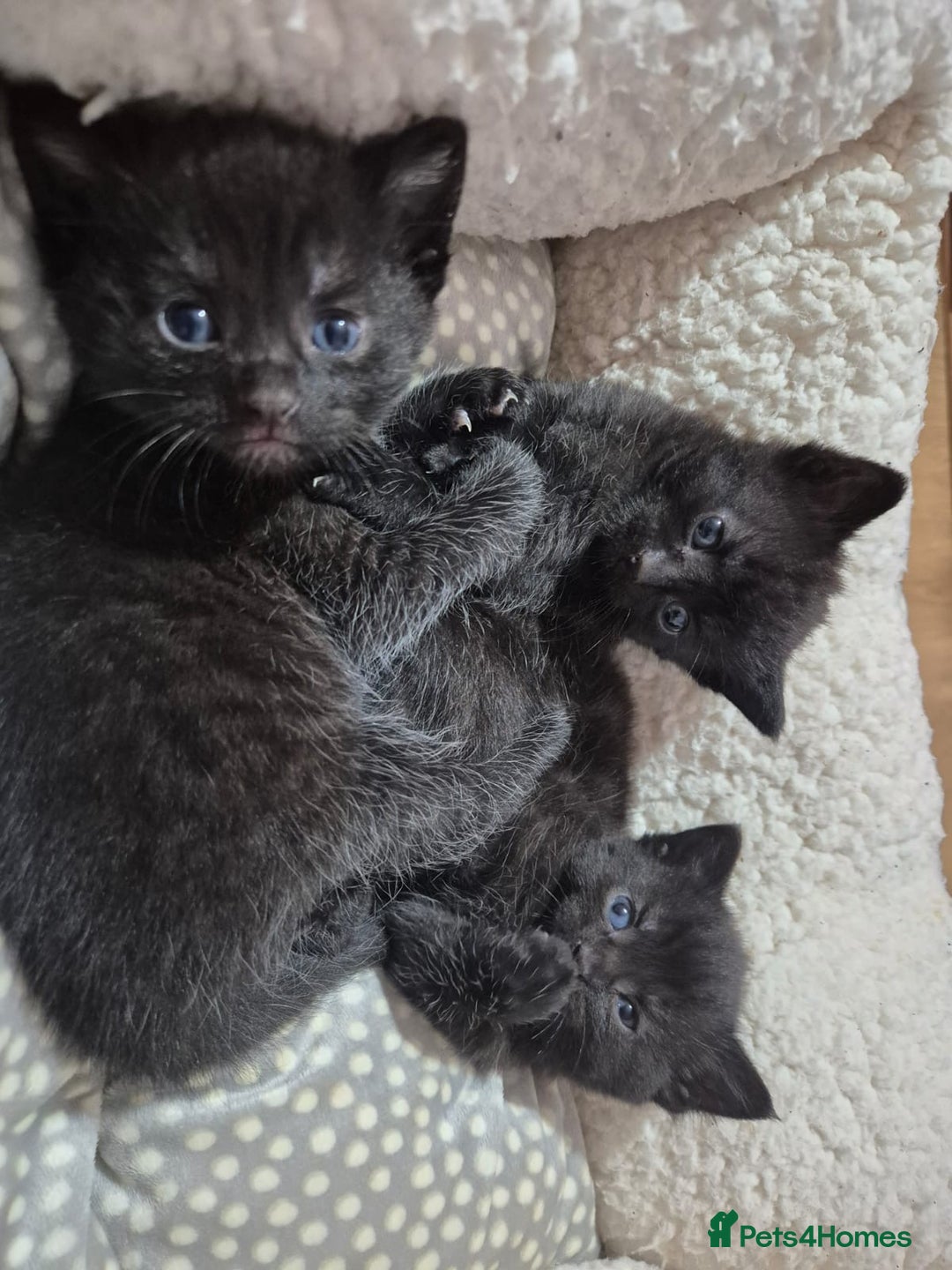 Bombay cats for sale: 3 beautiful kittens - Image 4