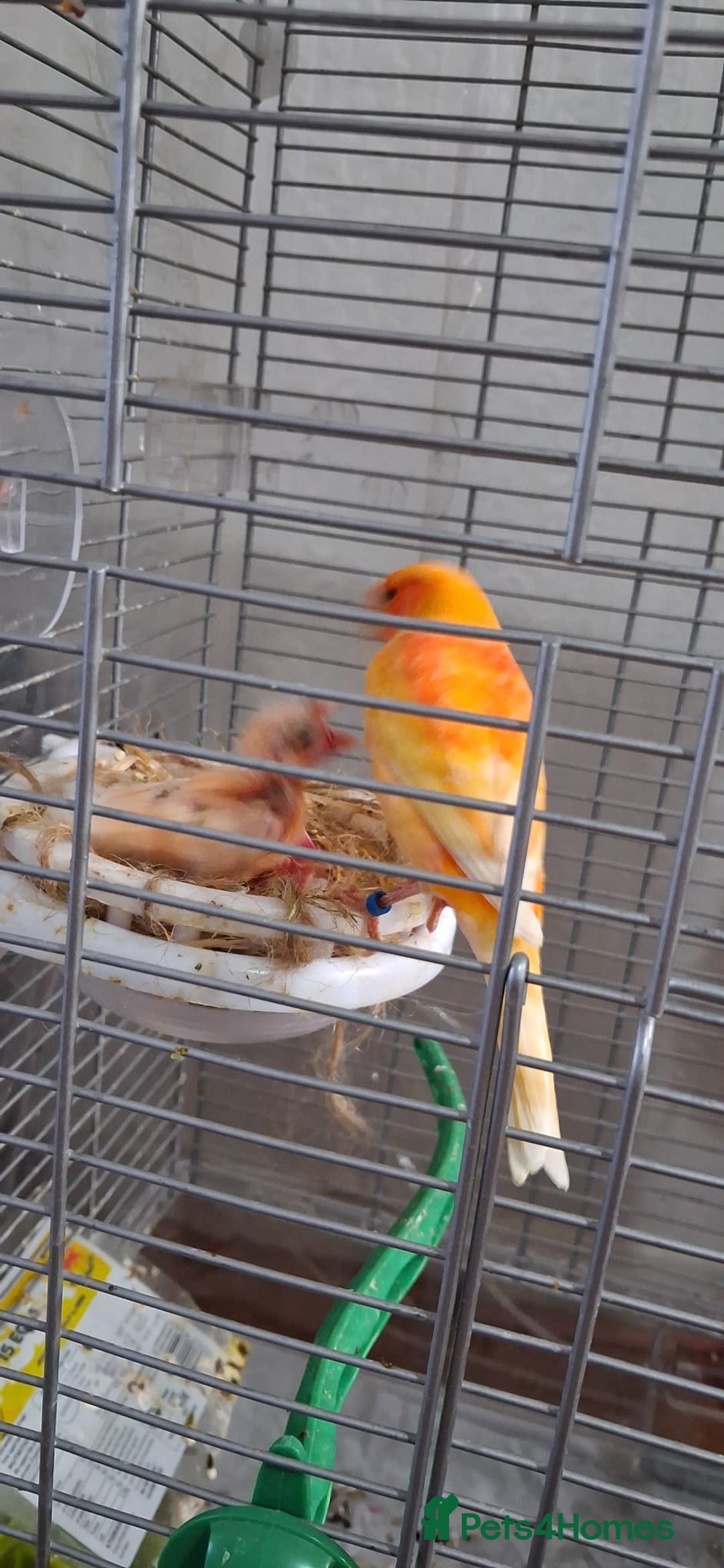 Canaries birds for sale: Canaries breeding pair with babies  - Advert 15