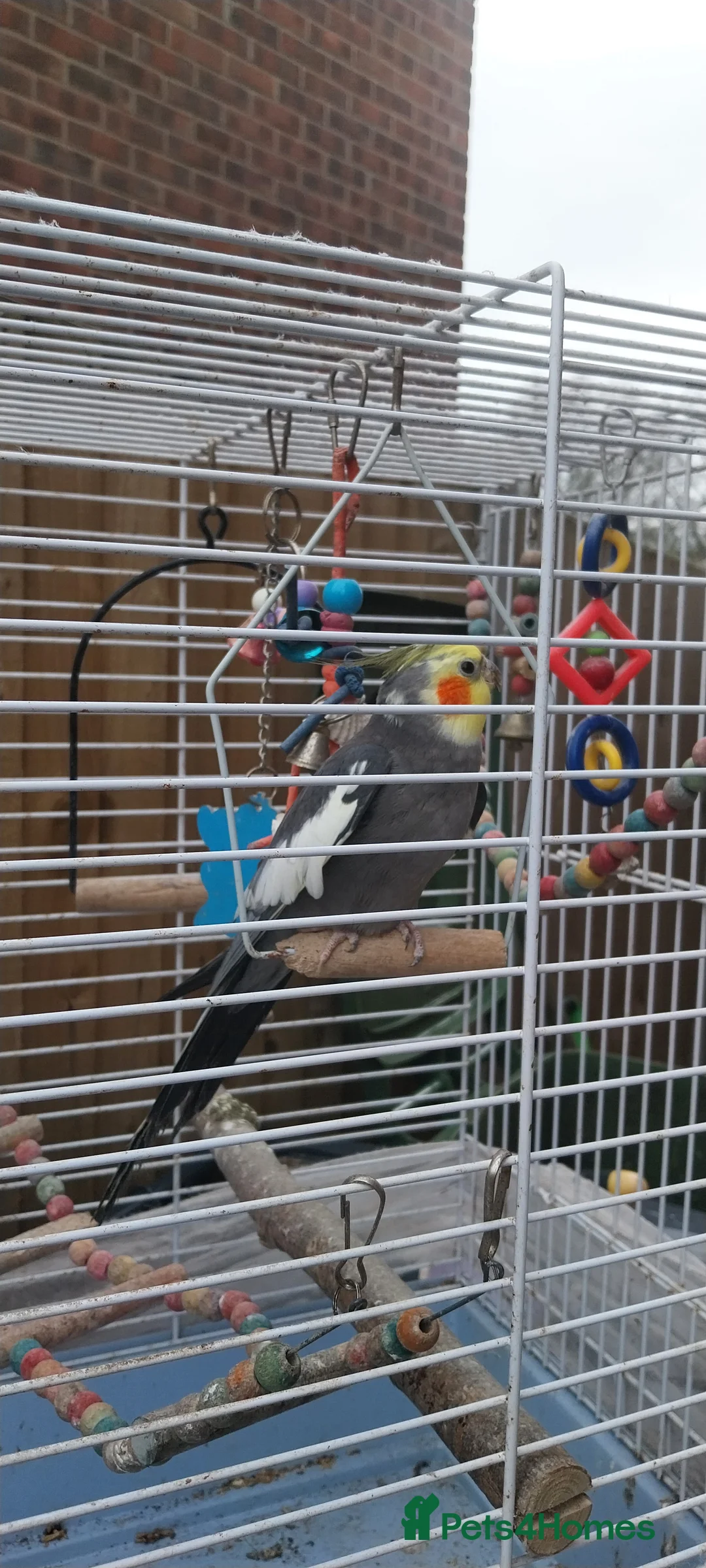 Cockatiels birds for sale: Stunning male cocktails  in Leamington Spa - Advert 2