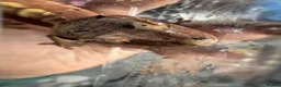Gecko reptiles for sale: Beautiful Red/Orange Dalmatian Crested Gecko in Pontefract - Advert 4