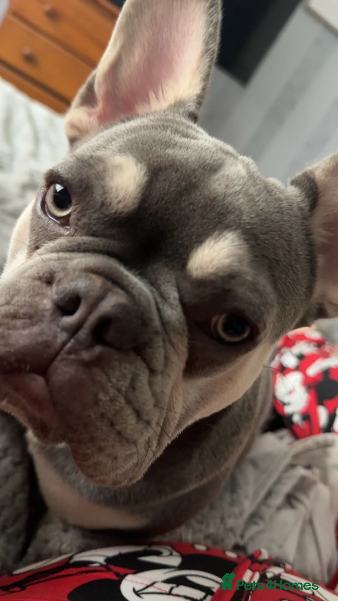 French Bulldog dogs for stud: Mr blue boy  - Advert 3