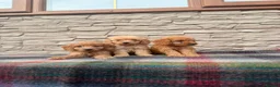 Cockapoo dogs for sale: F1 Cockapoos (council licensed breeder  - Advert 13