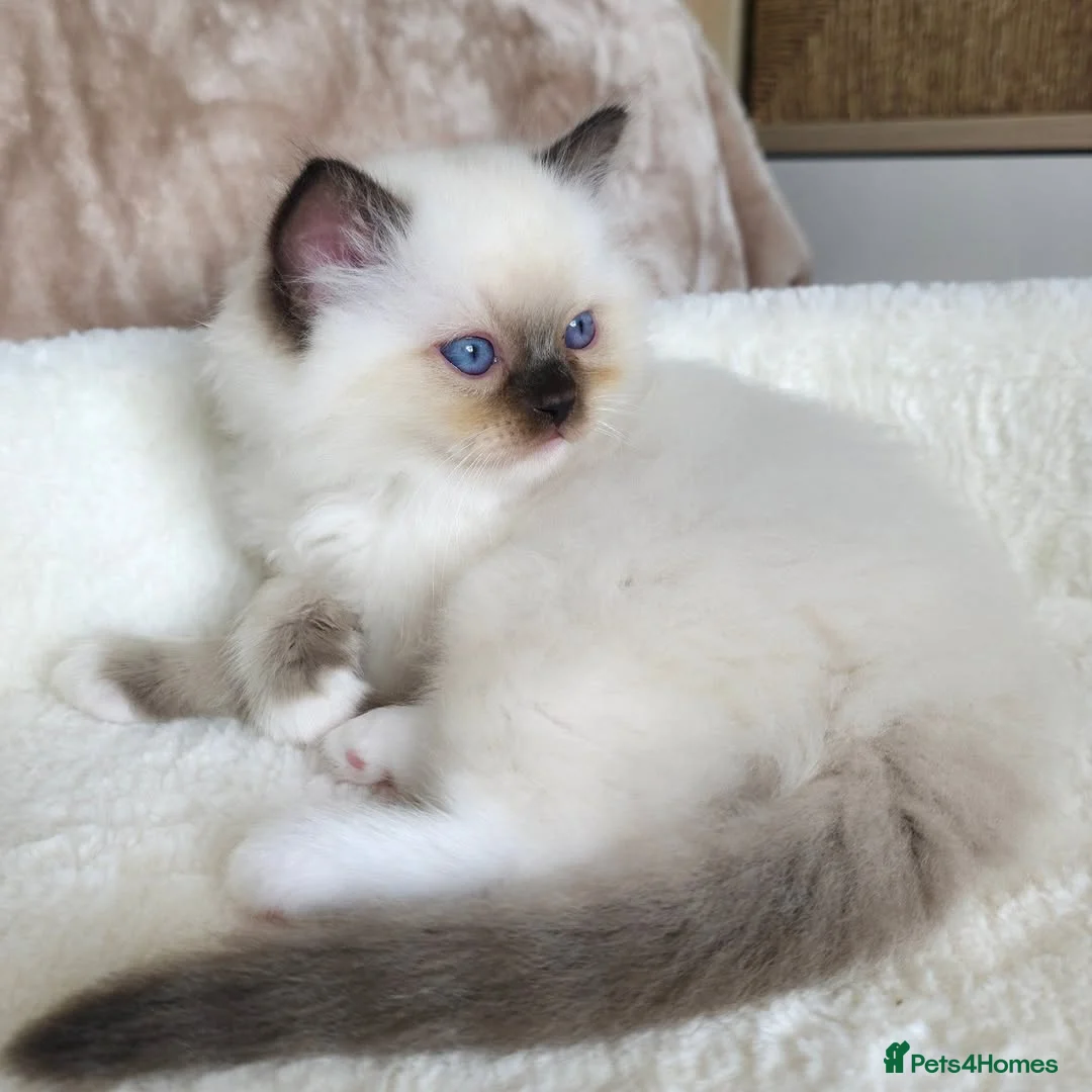 Ragdoll cats for sale: Beautiful Ragdoll Kittens Available - Advert 6