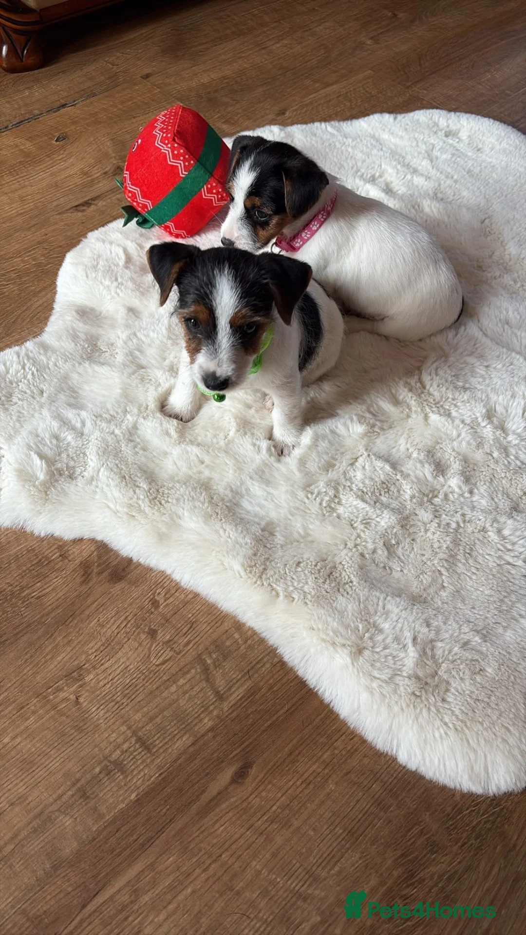 Jack Russell dogs for sale: Jack Russell puppies  - Advert 16