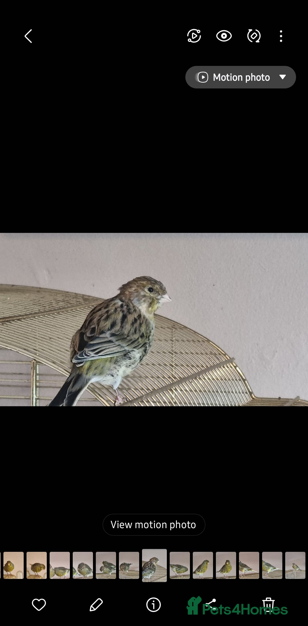 Canaries birds for sale: Two Canary Birds for sale, £20 each - Image 8