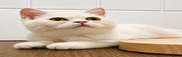 British Shorthair cats for sale: British Shorthair White Female Kitten  - Advert 1