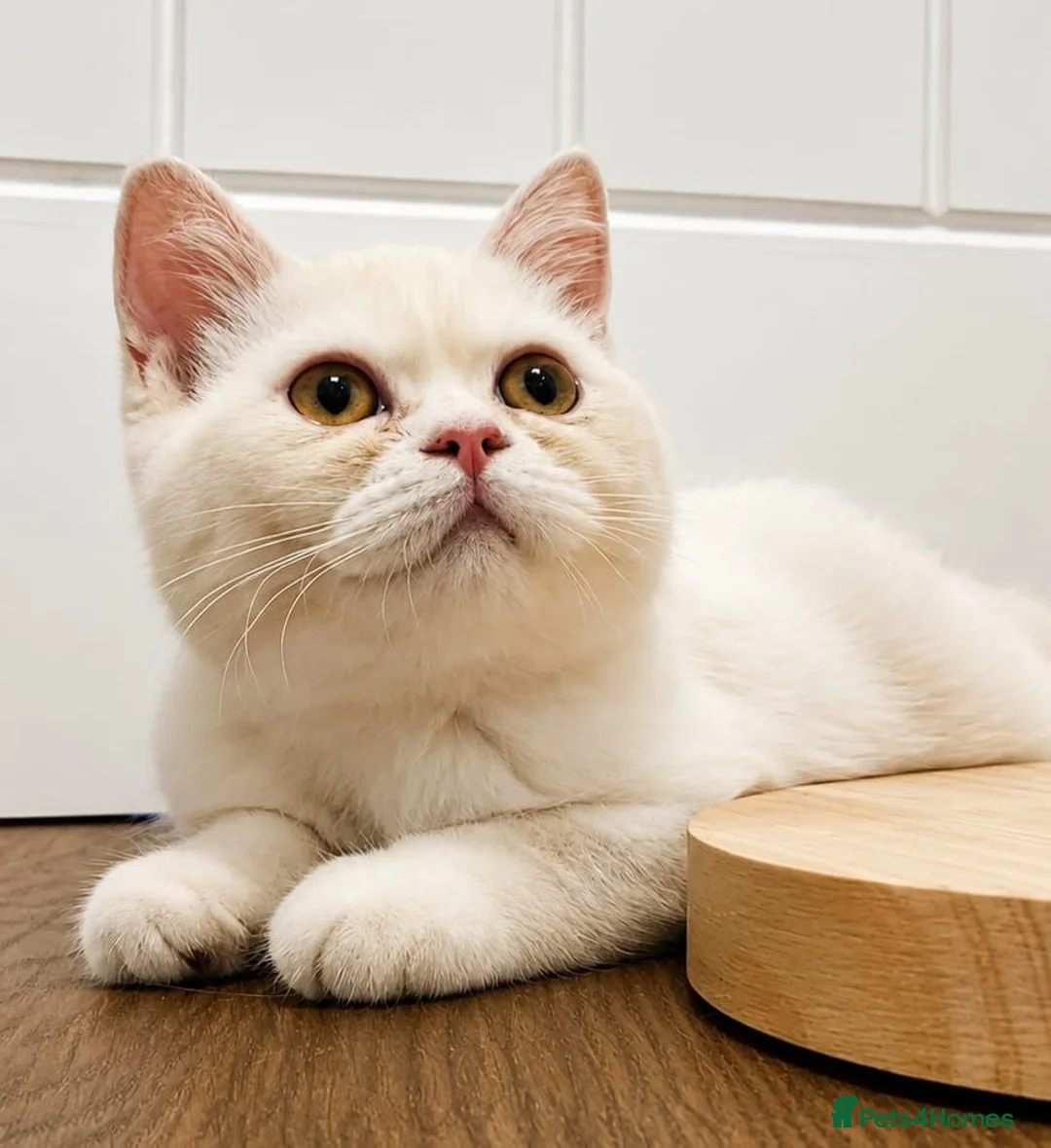 British Shorthair cats for sale: British Shorthair White Female Kitten  - Advert 1