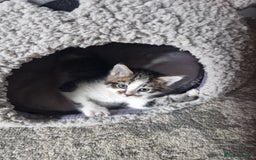 Mixed Breed cats for sale: 5 beautiful kittens 4 female 1 male - Image 20