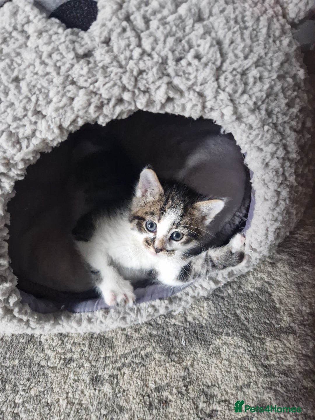 Mixed Breed cats for sale: 5 beautiful kittens 4 female 1 male - Image 20