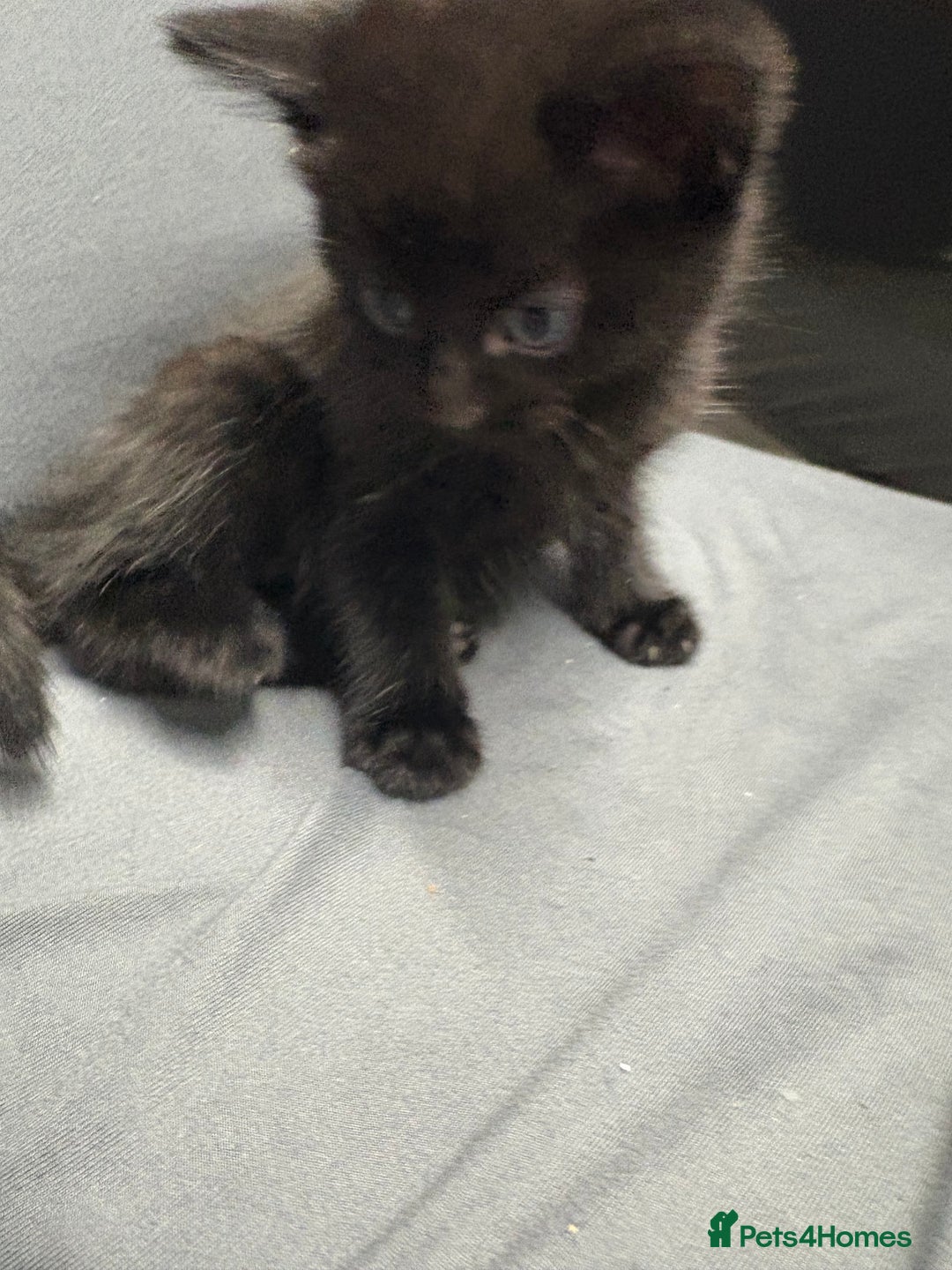 Mixed Breed cats for sale: Kittens for sale  - Image 4