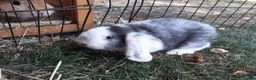 Mini Lop rabbits for sale: Gorgeous Mini lops child friendly  - Advert 10