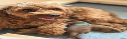 Cavapoo dogs for sale: F2B Home reared Cavapoo Puppies in Maldon - Advert 12