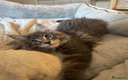 Maine Coon cats for sale: Blue Maine coon boy  - Image 5