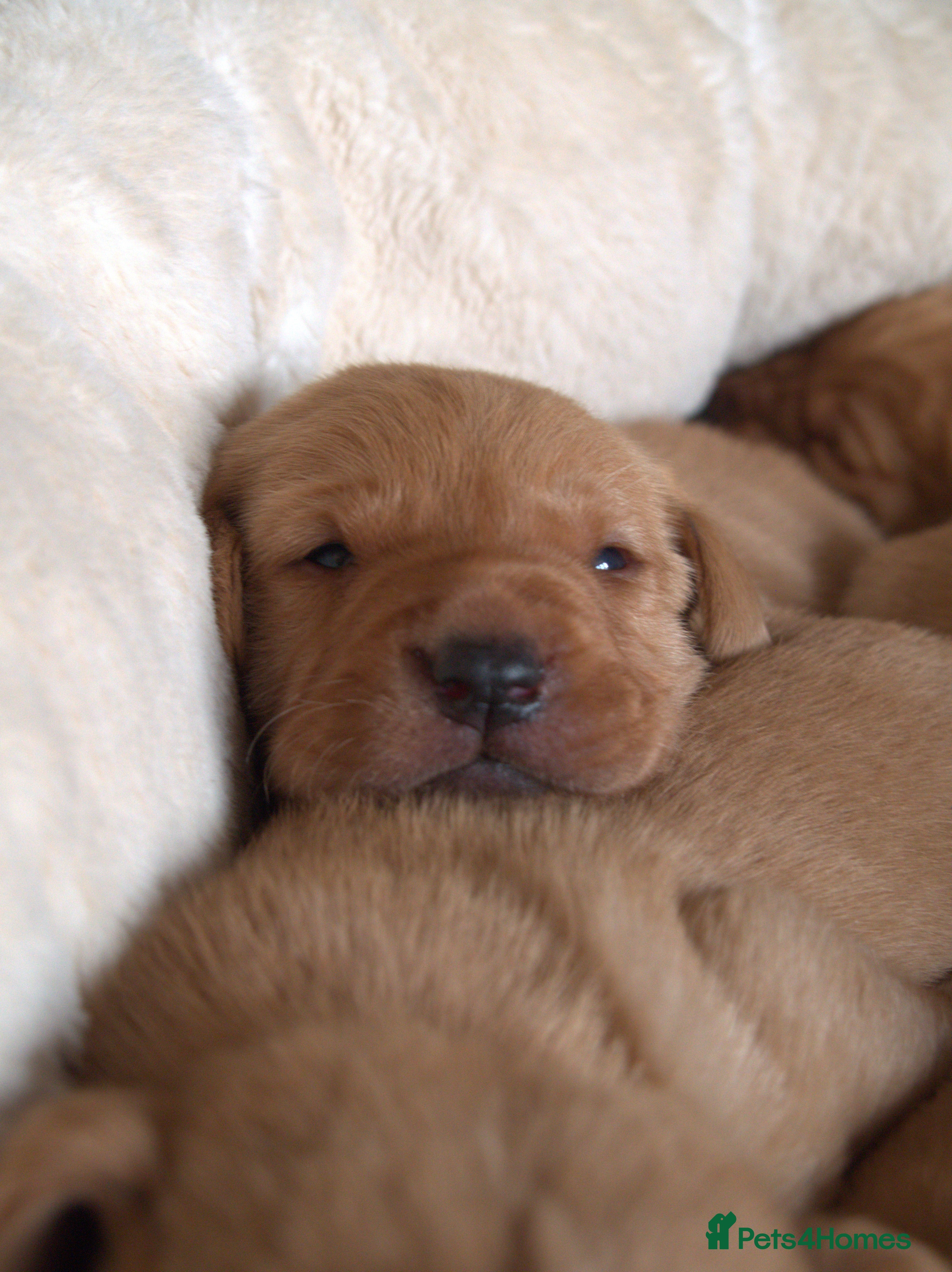 Labrador Retriever dogs Red Labrador Puppies - Advert 1