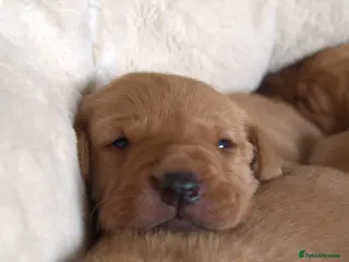 Labrador Retriever dogs Red Labrador Puppies - Advert 1