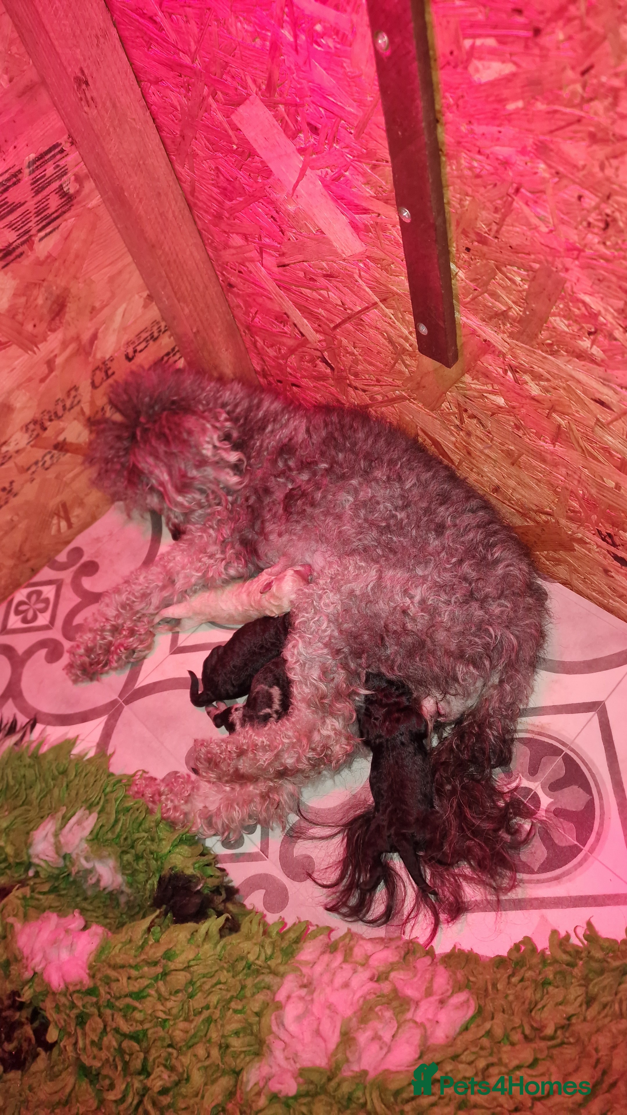 Miniature Poodle dogs Miniature poodle puppies  - Advert 1