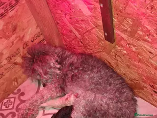 Miniature Poodle dogs Miniature poodle puppies - Advert 1