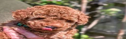 Toy Poodle dogs for sale: Gorgeous, lively KC Registered Toy Poodle puppies - Advert 10