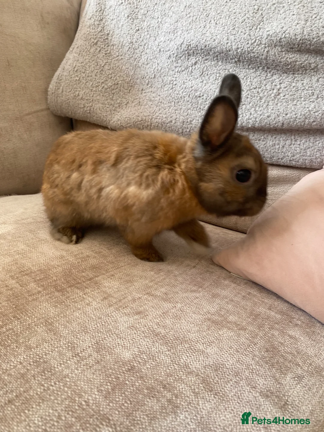Netherland Dwarf rabbits for sale: Male dwarf rabbit and cage  in Southampton - Advert 3