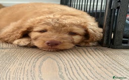 Labradoodle dogs for sale: F1B Labradoodles: just 1 available! in Uxbridge - Image 4