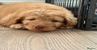 Labradoodle dogs in Uxbridge - Advert 1