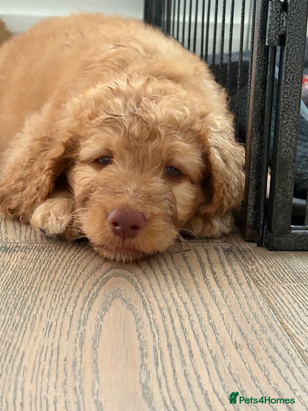 Labradoodle dogs for sale: F1B Labradoodles: just 1 available! in Uxbridge - Image 4
