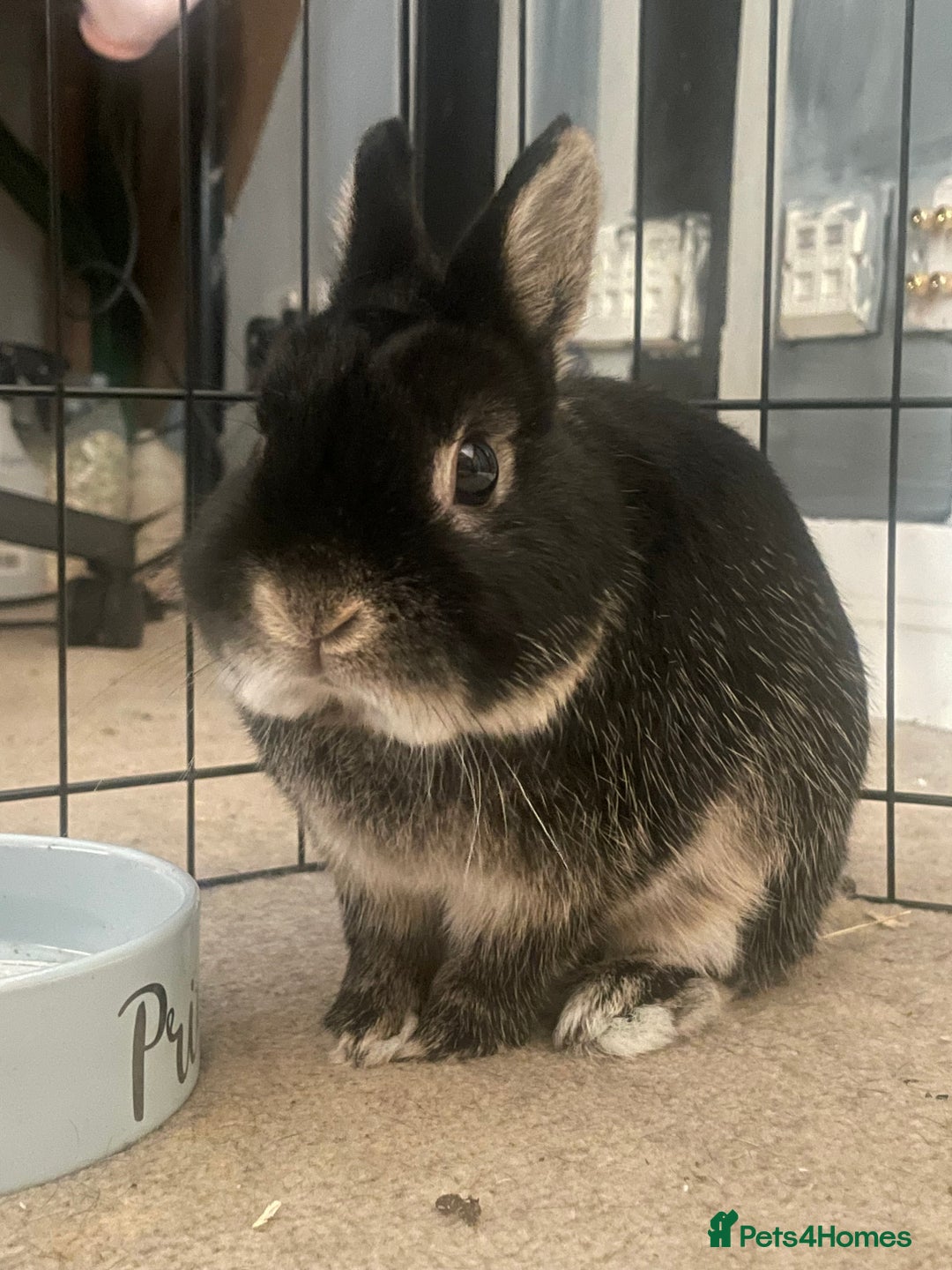 Netherland Dwarf rabbits for sale: Two bunnys looking for a 10/10 forever home.  - Image 4